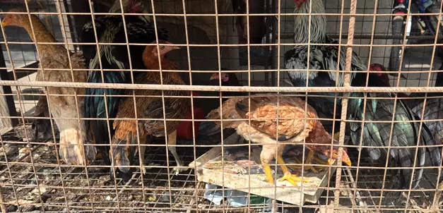 Country Chicken Prices Soar Ahead Of Sankranti Country Chicken Prices Soar Ahead Of Sankranti