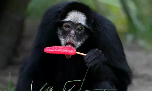 Rio Zoo Cools Animals With Popsicles as Heatwave Scorches City