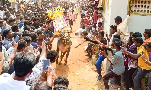 Pasuvula Panduga Marks Centuries-Old Bull-Taming Tradition in Tirupati, Chittoor Villages