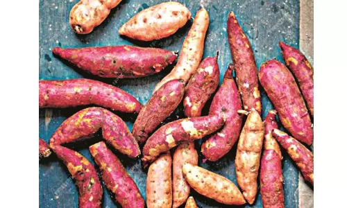 Everyone Is Rooting for Sweet Potatoes