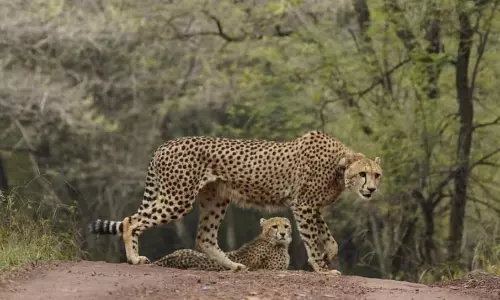 8 Cheetahs From Botswana to Land in Kuno Next Month