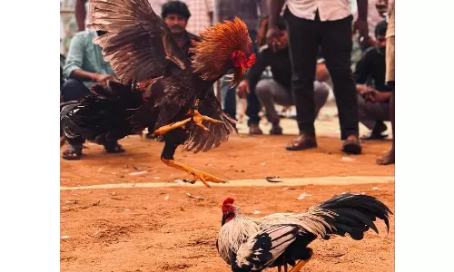 Winning Rooster in Gold Jewellery Paraded in Bhimavaram