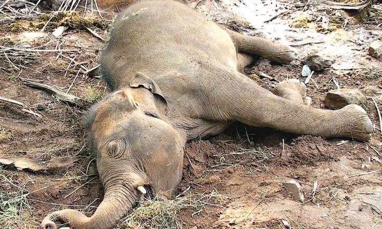 Elephant Dies of Electrocution at Mango Orchard in Chittoor