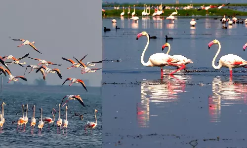 Over 11 Lakh Winged Visitors Grace Chilika Lake; Census Reflects a Thriving Ecosystem