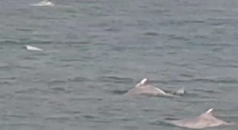 Annual Dolphin Census Begins in Chilika Lake