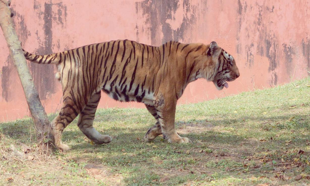 Wandering Tiger Evades Forest Department Again