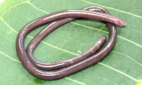 Discovery Of A Rare Caecilian From The Northern Western Ghats Of Maharashtra