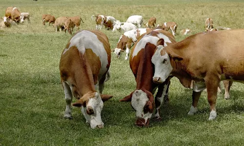 Over One-Third of Indian Cattle Rearers Do Not Sell Milk: CEEW Study