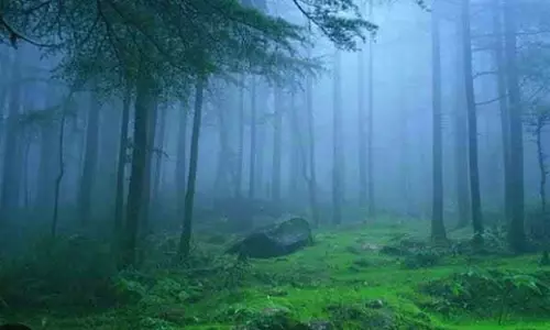 Farmers Turning Lambasingi Into Valley of Flowers