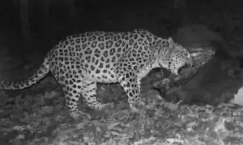 Leopard’s Sightings Trigger Panic On Udayagiri–Bandaganipalli Ghat Road