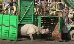 Two Rhinos Translocated From Rescue Centre To Kaziranga National Park