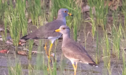 Thamirabarani Waterbird Count from Jan. 24