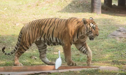 Volunteers From Nine States Help in Tiger Counting
