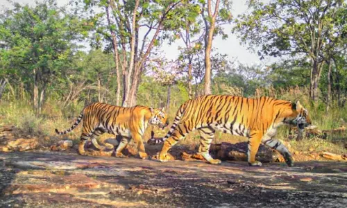 Tiger Survey On in 9,000 Sq Km of AP Forests Amid Challenges in Phase 3
