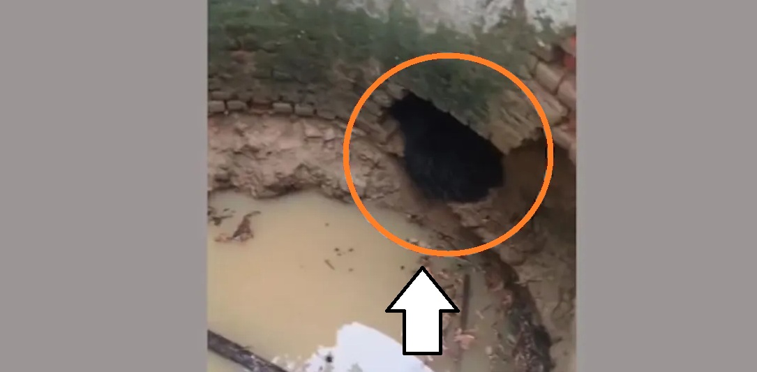 Bear Rescued from Village Well in Odisha