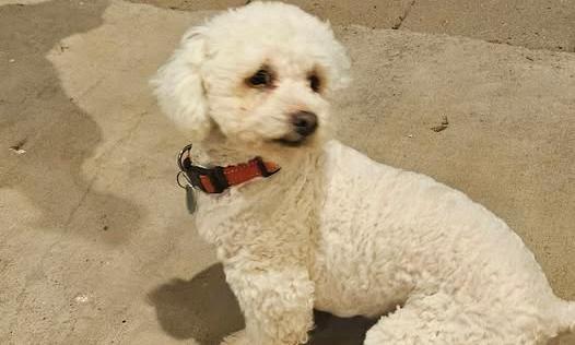 Sedentary Lifestyle Puts Dogs at Diabetes Risk