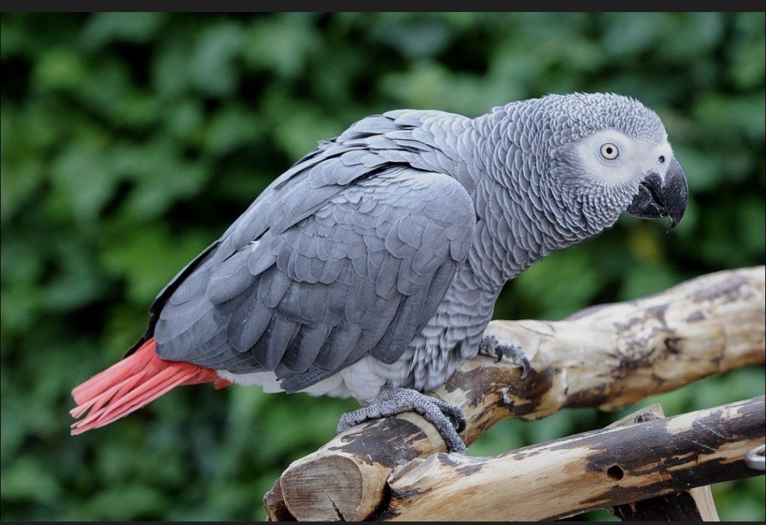 Owner Searches for Missing Parrot