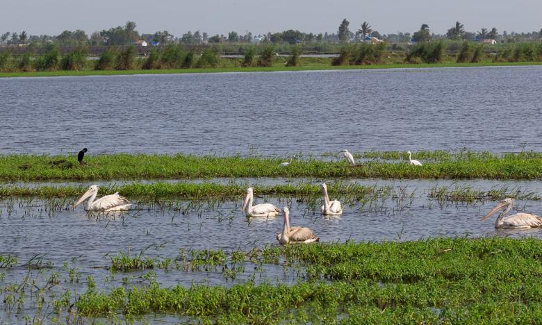 Andhra Pradesh Awaits More Migratory Birds