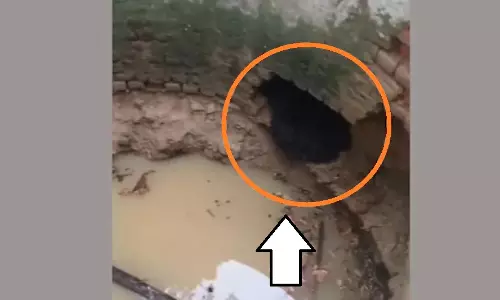 Bear Rescued Unharmed from Village Well in Odisha’s Malkangiri Bear Rescued Unharmed from Village Well in Odisha’s Malkangiri