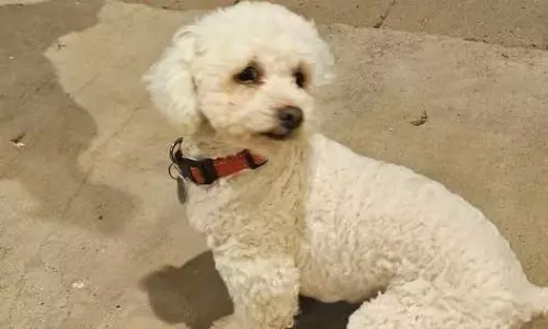 Sedentary Lifestyle Puts Dogs at Diabetes Risk