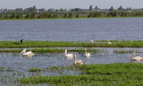 In Season’s Start, AP Awaits Arrival of More Migratory Birds