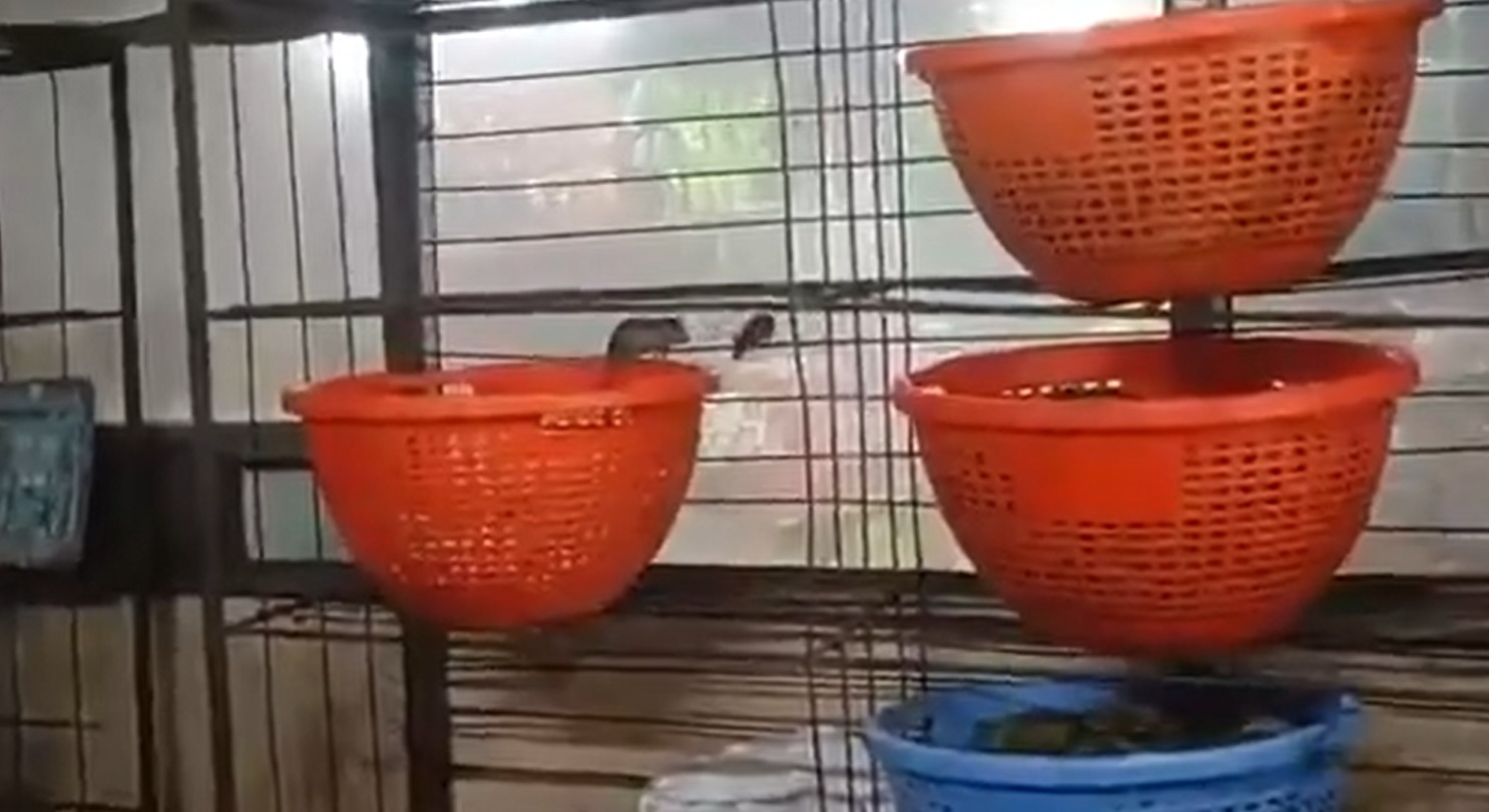 Action Taken Over Rats at Annavaram Prasadam Counter