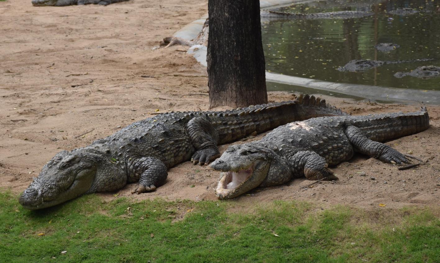 Hyderabad Firm Adopts Two Crocodiles