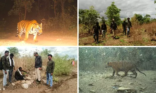 Tiger Numbers May Rise in Adilabad: Forest Officials Tiger Numbers May Rise in Adilabad: Forest Officials