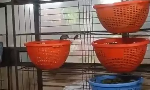 Action Against Three Over Rats at Annavaram Prasadam Counter