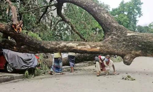 GCC Slaps Rs 1 Lakh Fine On Individual For Felling Tree