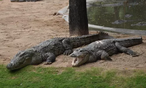 Hyderabad Firm Adopts Two Crocodiles
