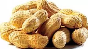Groundnut Prices Hit Record High at Rs 10,940 Per Quintal Groundnut Prices Hit Record High at Rs 10,940 Per Quintal