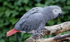 Missing African Grey Parrot Reunited With Owner