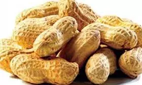 Groundnut Prices Hit Record High at Rs 10,940 Per Quintal