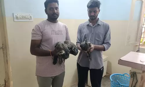Mystery Over Deaths of Peacocks, Crows and Pigeons in Anantapur Area