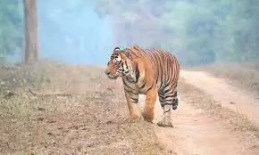 Tiger Kills Cattle, Sparks Panic in Eluru Villages