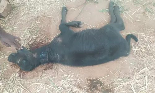 Tiger Kills Calf At Rallajangon, Alert Sounded In Yadadri-Bhongir Tiger Kills Calf At Rallajangon, Alert Sounded In Yadadri-Bhongir
