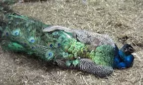 Hyderabad: Injured  Peacock Rescued From Bank Premises