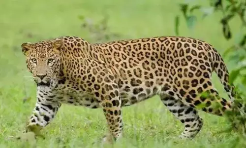 Leopard Kills Calf, Triggers Panic in Sircilla Village Leopard Kills Calf, Triggers Panic in Sircilla Village