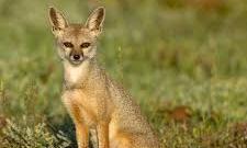 Protected Indian Fox Killed in Road Accident