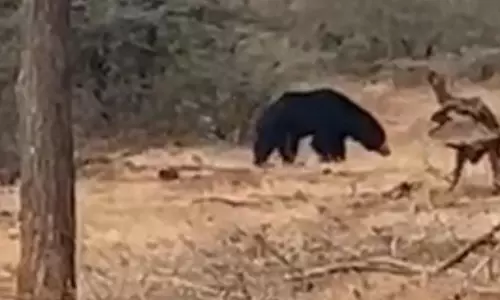 Forest Watcher Fends off Bear with Cub Forest Watcher Fends off Bear with Cub