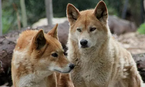Queensland to Cull Dingoes Involved in Teen’s Fatal Attack on K’gari