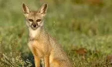 Protected Indian Fox Killed in Road Accident