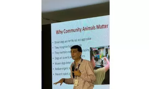 Mass Killing of Dogs Draws Flak, Activists Cite Success Stories of Goa, Mumbai