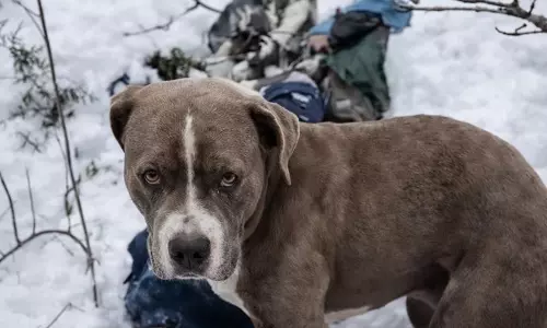 Pet Pitbull Guards Owners Body for Four Days Amid Blizzard in Himachal Pradesh