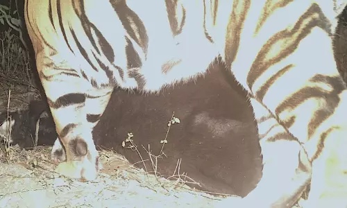 Search Intensifies for Yadadri Tiger