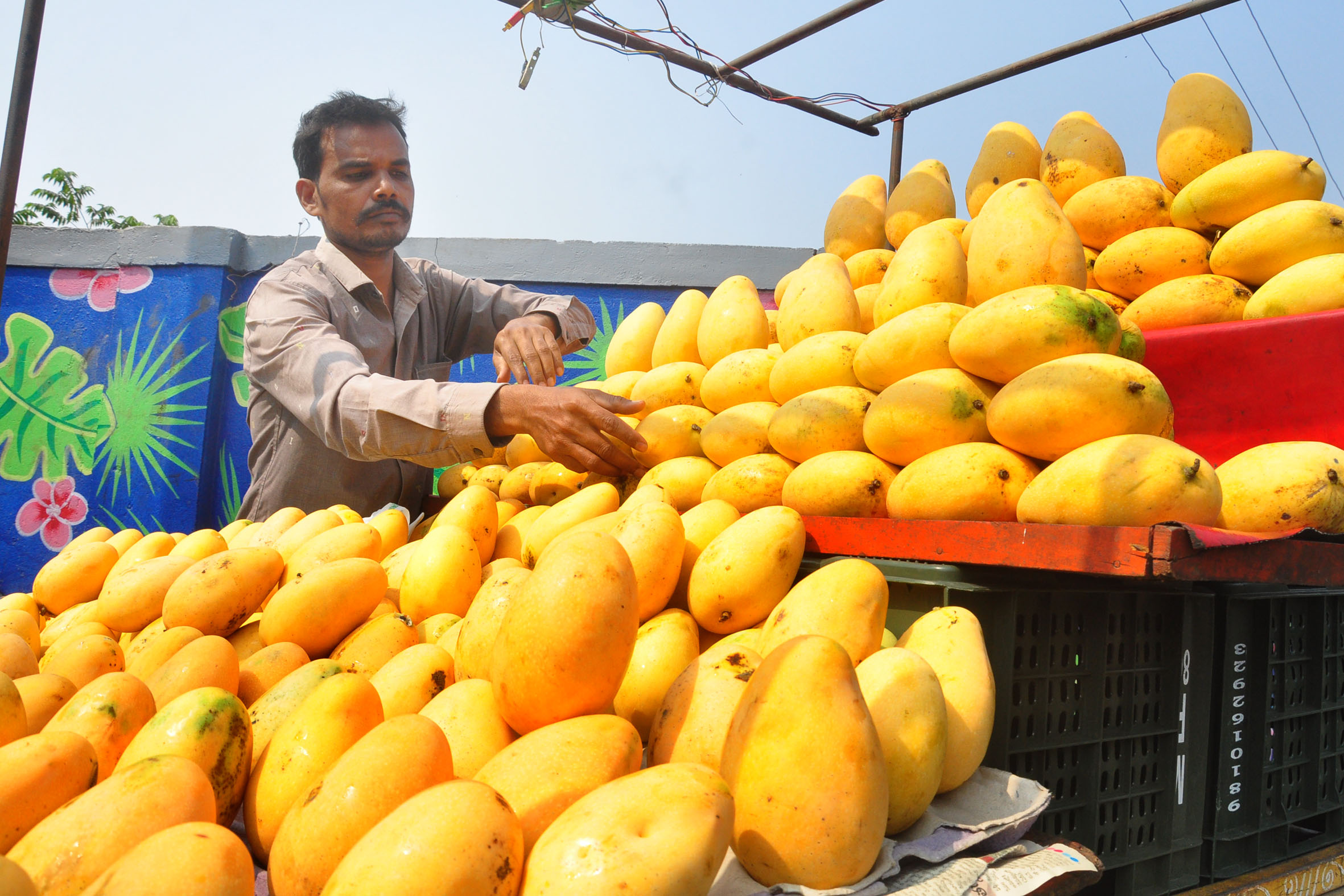 Banganapalli Mangoes Arrive Early in Vizag