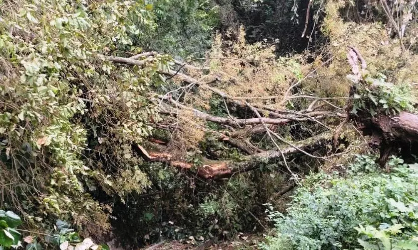 Call To Study Geo-Stability Of Slopes Along NMR Track Call To Study Geo-Stability Of Slopes Along NMR Track