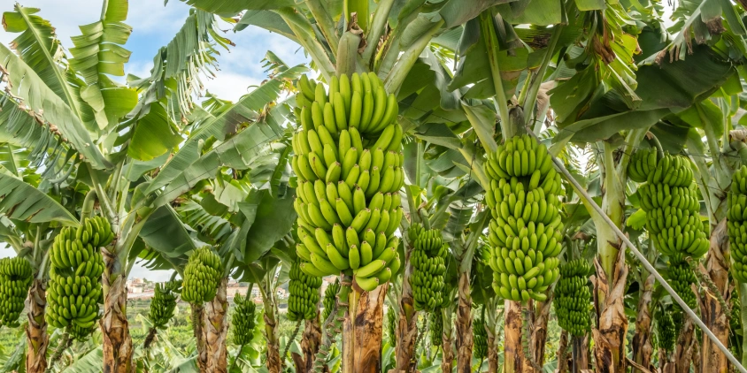Andhra Pradesh Boosts Banana Rail Exports