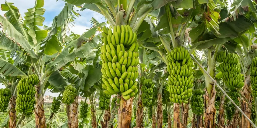 Andhra Pradesh Plans Rail Exports to Rescue Banana Farmers Andhra Pradesh Plans Rail Exports to Rescue Banana Farmers